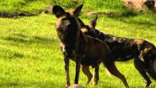 Painted Dog Valley - Cincinnati Zoo