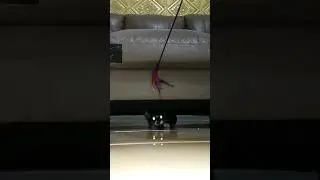 kucing lucu #cat #shortvideo #shorts