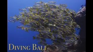 diving Bali