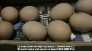 Вылупление цыплят ,подрощенные цыплята,птичий двор.