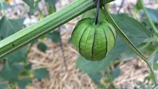 Backyard Garden Update | Growing Food in the Desert