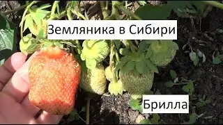 Брилла//Земляника в Сибири