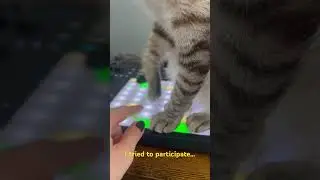 Cat produces music on Ableton Push 3