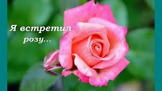 Я встретил розу... на детской гармошке