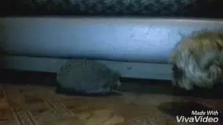 Нашел ёжика возле дома, по фоткали и отпустили