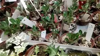 Адениум, сортовые сеянцы для АЛМАТИНЦЕВ и области!