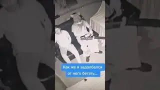 Типичный ГГ из Свинтуса #свинтус #worldbegemotkot #horrorstories #хоррор #shorts