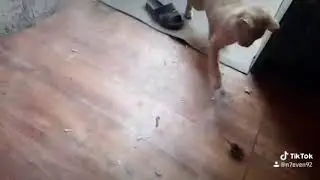 Беги дорогая беги...