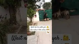 sirf 1 hour k liye bhr gyaa tha aur yeh fir ase welcome krte h🤣. #dog#youtubeshorts#doglover #shorts