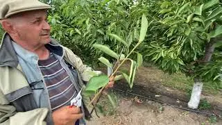 Mother-cutting garden. Budding on Manzhursky peach, VVA-1, VSL-2
