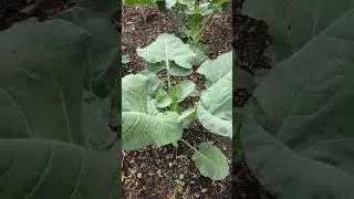 25 days planted #homegrowngardens