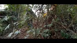 263 la discesa di Igor abbastanza ginnico