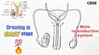 How to draw male reproductive system in easy steps | CBSE 