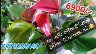 👉පැකේජ අංක #29 ශා රෙඩ් සමග මෙම පැකේජය ඔයාට සුපිරිම වාසි.. බලන්නකෝ මෙයාලගේ ලස්සන.. 😲🫣😍😍