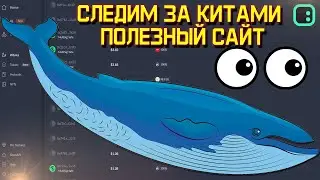 Как отслеживать покупки китов в криптовалюте | следим за кошельками КИТОВ 