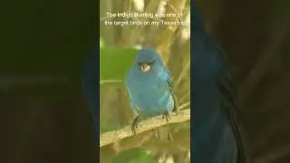 I Saw a LOT of Indigo Buntings in South Texas