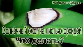 Орхидея получила солнечный ожог!!! Что делать????