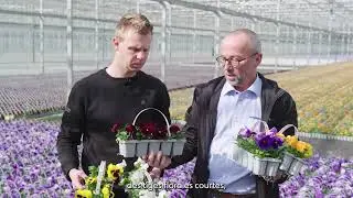 Delta Pro at grower Wouters | French