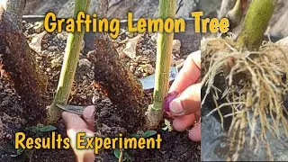 Amazing results from lemon tree grafting