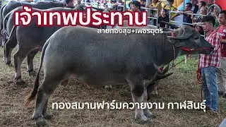 เจ้าเทพประทาน ✅ ทองสนามฟาร์มควายงาม  กาฬสินธุ์