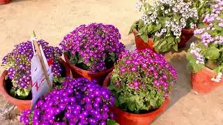 The Vibrant Cineraria Dwarf Flower Plants