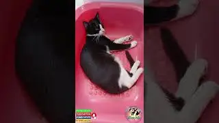 Разбудили кошку