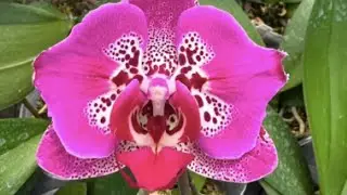 ОРХИДЕИ АКТИВНО РАСТУТ ЗИМОЙ 🥰 КОРНИ и ЦВЕТОНОСЫ 🌸🌺👍🙂