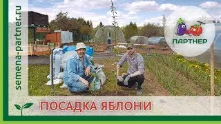 ПОСАДКА ЯБЛОНИ НА УЧАСТКЕ «ПАРТНЕРА»