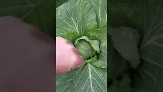 капуста джетодор #agriculture