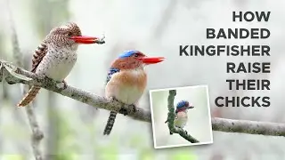 Banded Kingfishers Raising Their Chicks - Sony a1 + 200-600mm