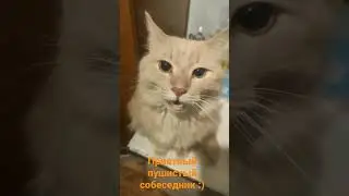 говорящий кот Честер :)
