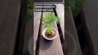 Урожай через 7 дней. Весеннее выращивание зелени.
