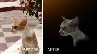 Dark tone Cat photo editing - snapseed tutorial | itsmyart_bitch |