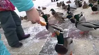 Битва за хлеб!