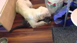 Собака воспитывает кота