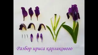 Разбор ириса карликового