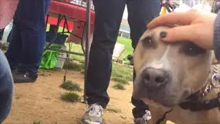 The Humane League Veg Fest 2016