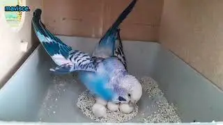 Maviş's Powerful Life Story!!! - #muhabbetkuşu #birds #budgies #parrot #elevenlabs