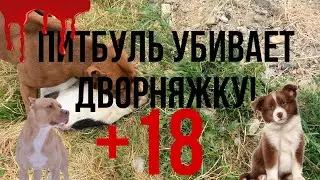 ПИТБУЛЬ УБИВАЕТ СОБАКУ! +18 драка питбуля с дворью