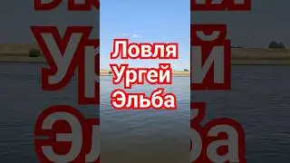 Удивительная ловля угрей на Эльбе, рыбалка в Гамбурге.
