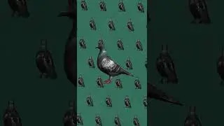 “Pigeonometry” out now! #aesoprock #rhymesayers