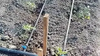 помидоры япония кс