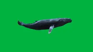 Ballena Azul en fondo verde croma gratis - Blue Whale in chroma green screen royalty free