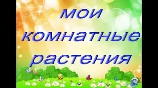 Мои КОМНАТНЫЕ РАСТЕНИЯ (2018)