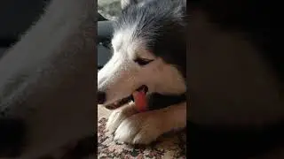 кушает #хаски