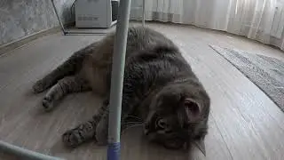 Жизнь замечательных кошечек.