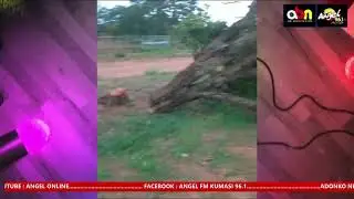 DEEP DETAILS: Okomfo Anokye’s historic COLA TREE cut down by unknown person in Feyiase