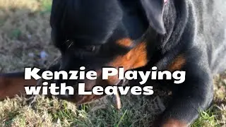 Kenzie Playing with Leaves