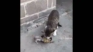 Том и Джерри в реальной жизни