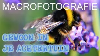 Macrofotografie in je achtertuin